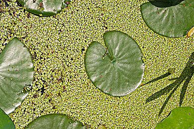 《最终幻想16》收费DLC沧海恸哭上线 追加大量新内容