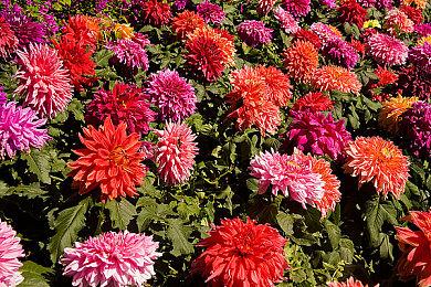 《异度之刃3》PC版拥有更好的体验 使用模拟器支持60帧